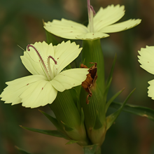 Yellow Dianthus Seeds