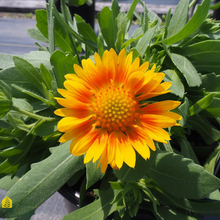 Blanket Flower Seeds Arizona Apricot Yellow