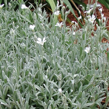 Cerastium Seeds - White