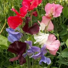 Sweet Pea Seeds Diana Mix
