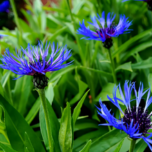 Cornflower Seeds - Blue