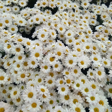 China Aster Seeds - White Dwarf