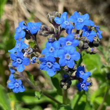 Forget-Me-Not Seeds - Blue