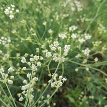 Saposhnikovia Seeds