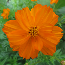 Orange Cosmos Seeds
