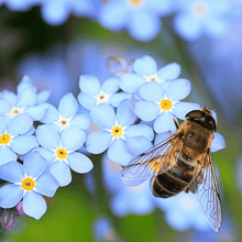 Forget Me Not Flower Seeds