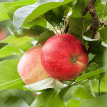 Apple Tree Seeds