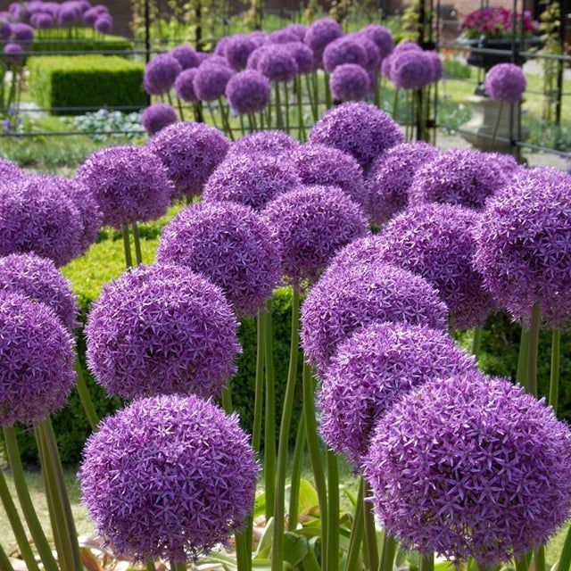 Ornamental Onion Seeds