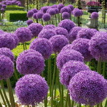 Ornamental Onion Seeds