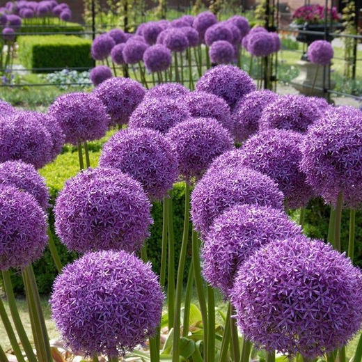 Ornamental Onion Seeds