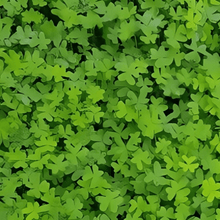 Shamrock Seeds