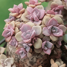 Succulent Seeds