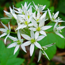 Ramsons Wild Garlic Seeds