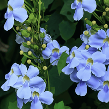 Mixed Flower Seeds