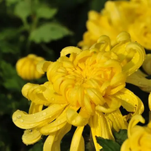 Chrysanthemum Seeds