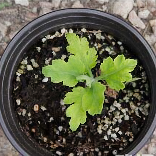 Chrysanthemum Seeds