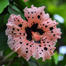 Transgenic Spotted Flower Seeds