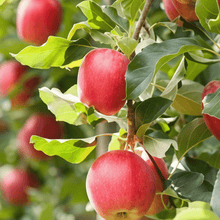 Apple Tree Seeds