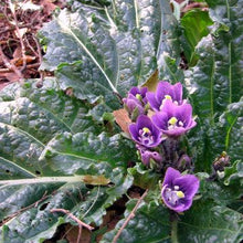 Mandrake Seeds