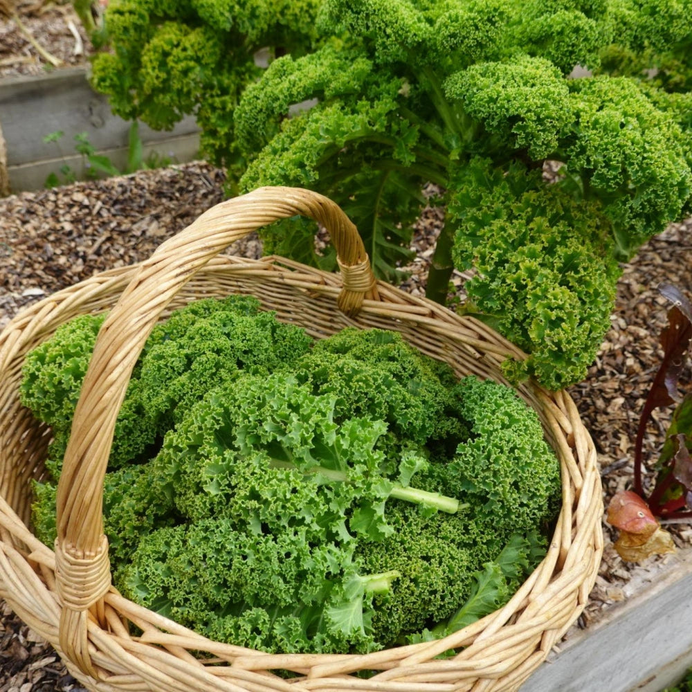 Curly Kale Heirloom Seeds