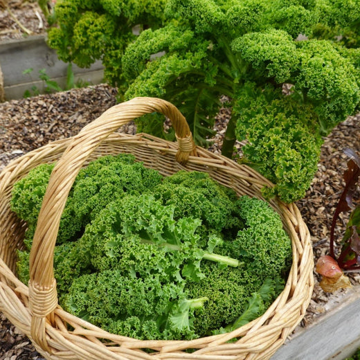 Curly Kale Heirloom Seeds