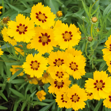 Plains Coreopsis Seeds - Yellow