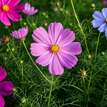 Mix Single Cosmos Seeds