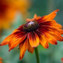 Black Eyed Susan Seeds