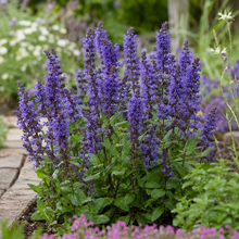 Blue Sage Seeds