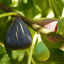 Fig Seeds