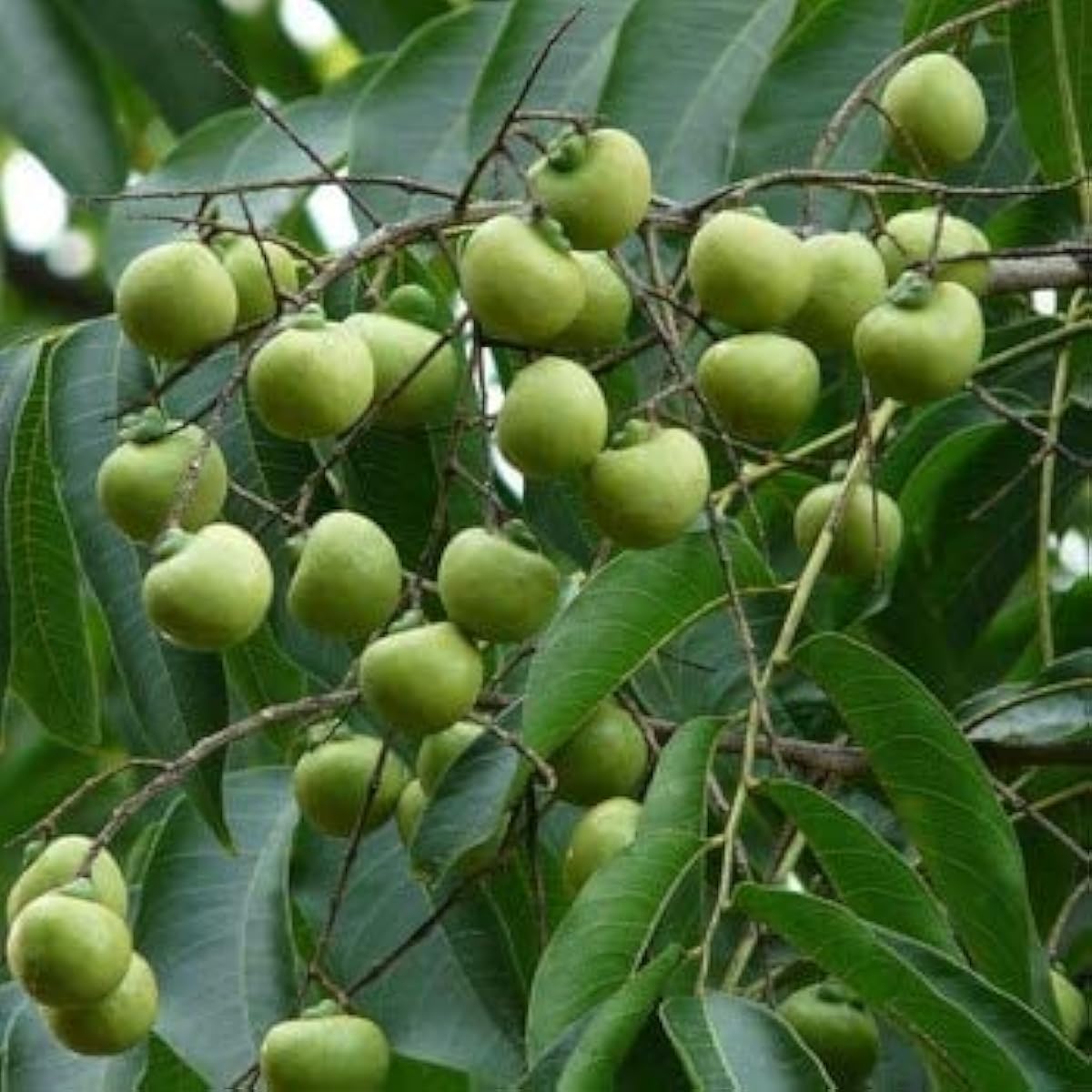 Dune Soapberry Fruit Seeds – Hardy Coastal Shrub Plant – up to 50%