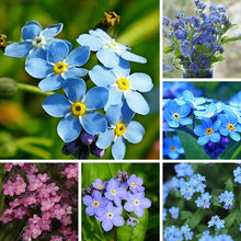 Forget Me Not Flower Seeds
