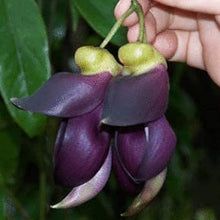 Jade Vine Seeds
