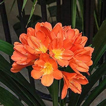 Clivia Lily Flower Seeds
