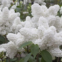 White Japanese Lilac Seeds