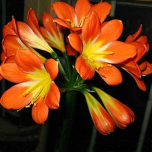Clivia Seeds