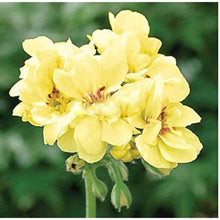 Geranium Seeds - Mixed Colors