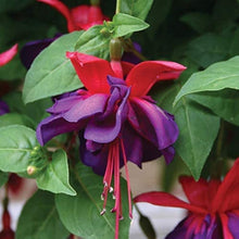 Fuchsia Seeds - Purple Bell