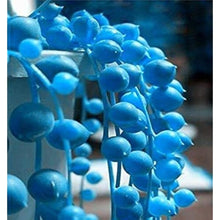 Blue Pearl Chlorophytum Seeds