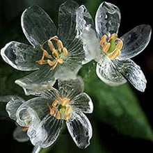 Skeleton Flower Seeds