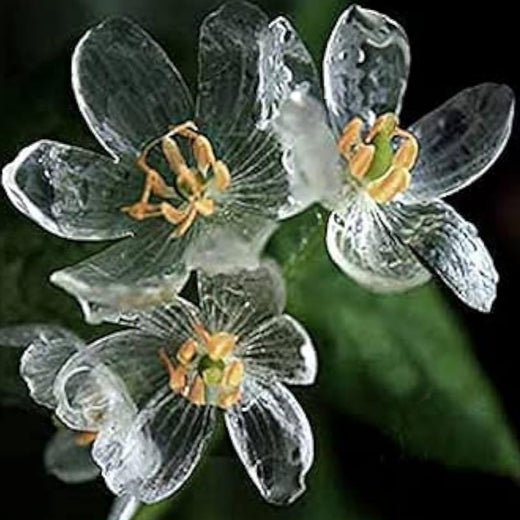 Skeleton Flower Seeds