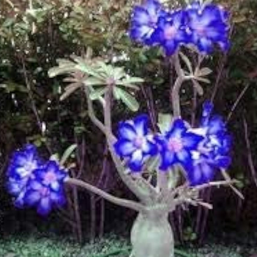 Blue White Desert Rose Seeds