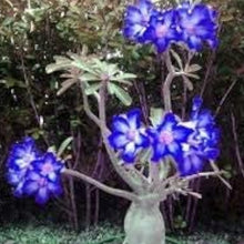 Blue White Desert Rose Seeds