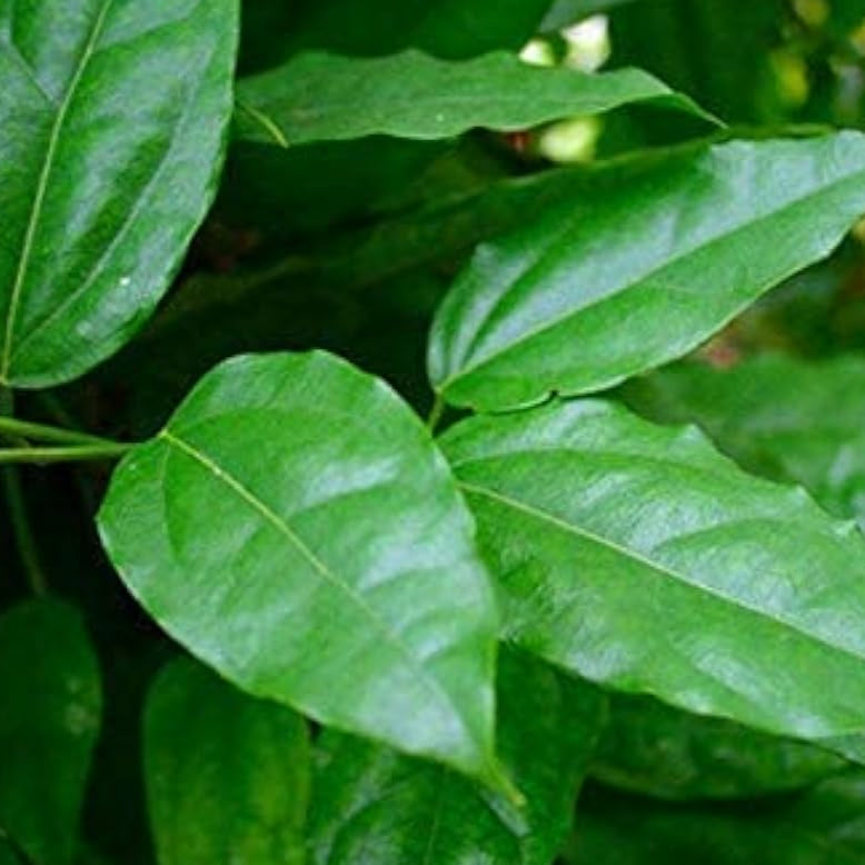 Ya-Nang Exotic Plant Seeds up to 50%