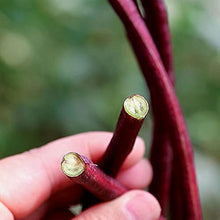 Red Noodle Yard Long Bean Seeds