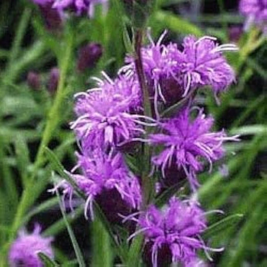 Meadow Blazing Star Seeds