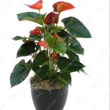 Purple Anthurium Flower Seeds