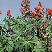 Castor Bean Seeds