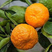 Bonsai Orange Tree Seeds