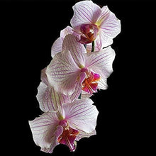 Cymbidium Orchid Seeds Silk Butterfly Variety